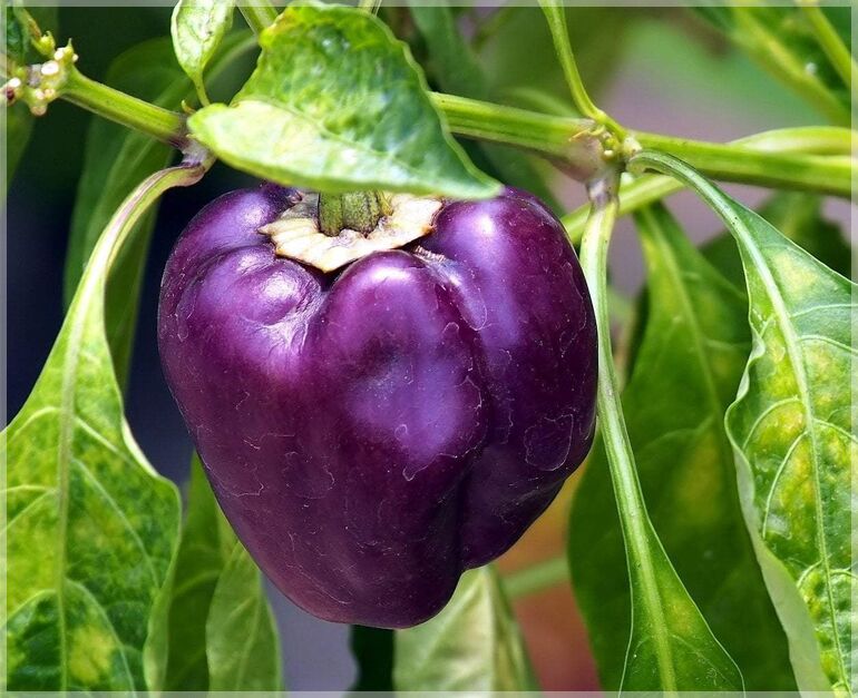 Sweet Bell Hybrid Sweet Pepper Mix - 35 Seeds per Packet