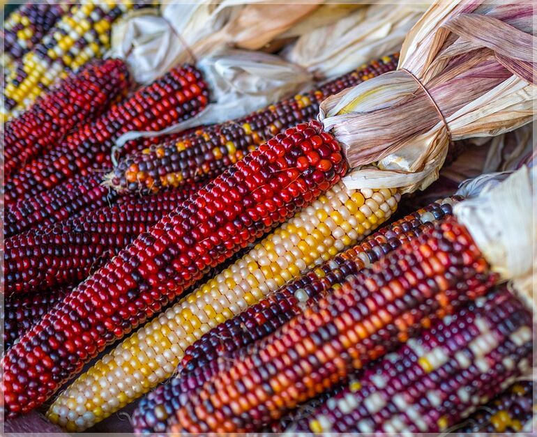 How to Plant Rainbow Corn in Your Garden
